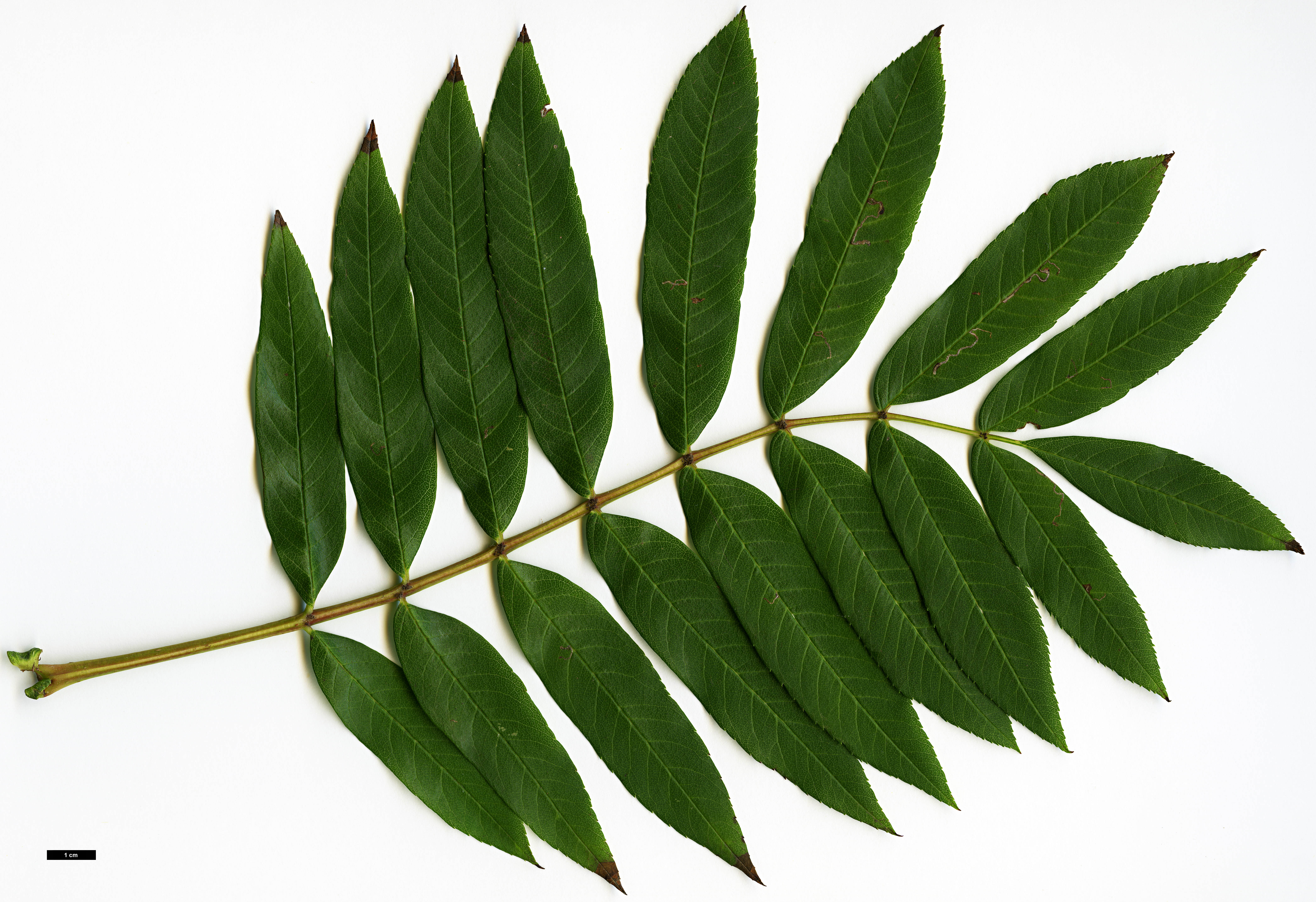 High resolution image: Family: Rosaceae - Genus: Sorbus - Taxon: wilsoniana
